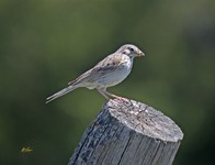 Vesper Sparrow